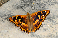 Apatura ilia Apatura ilia